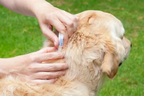 What Do Flea Bites Look Like on Dogs? – American Kennel Club Tick Removal, Heartworm Prevention, Flea Control, Flea Prevention, Tick Prevention, American Kennel Club, Flea And Tick, Dog Health, Dog Care