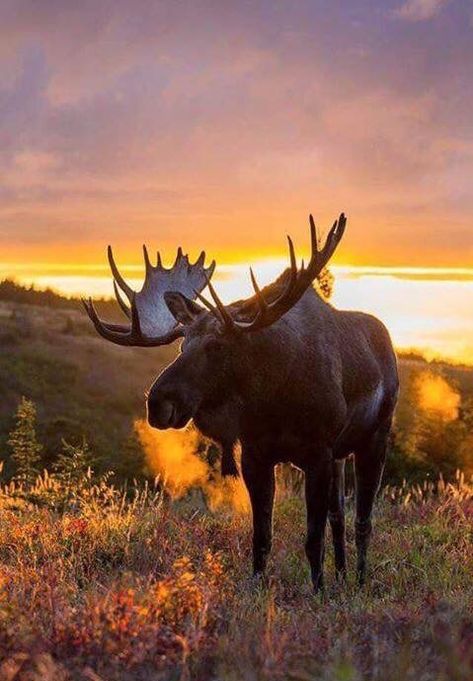 Moose Pics, Moose Pictures, Moose Hunting, Deer Species, Bull Moose, American Animals, Design Photoshop, Mockups Design, Woodland Creatures