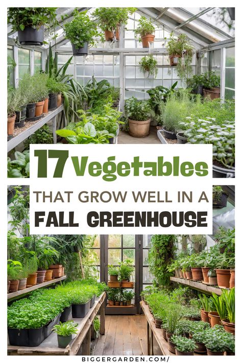 Find out which 17 vegetables to grow in fall greenhouses, including details on what to plant in winter vegetable gardens and fall greenhouse gardens. Discover what veggies to plant in fall, fall harvest greenhouse vegetables, and permaculture options. Great for growing vegetables in sunrooms. Greenhouse Plans Layout, What To Plant In Greenhouse, All Season Greenhouse, Growing Vegetables In A Greenhouse, What To Grow In Greenhouse, Beginner Greenhouse Gardening, Greenhouse Gardening For Beginners, Vegetables To Grow In Fall, Greenhouse Gardening In Winter