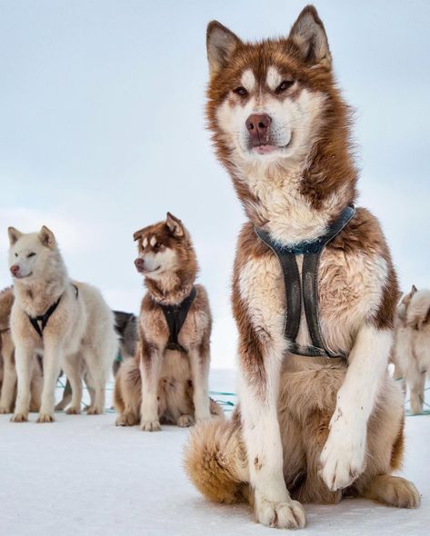 Sled Dog Photography, Arctic Region, Animal Poses, Greenland Dog, Huskies Sled, Winter Shoot, Wolf Husky, Supplements Packaging, Dog Sled