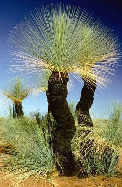 Grass trees, Xanthorrea, Australia. | Australia | Pinterest | Césped, Australia y Plantas Cool Trees, Australian Trees, Grass Tree, Amazing Trees, Pretty Trees, Australian Natives, Australian Plants, Lovely As A Tree, Australian Native Plants