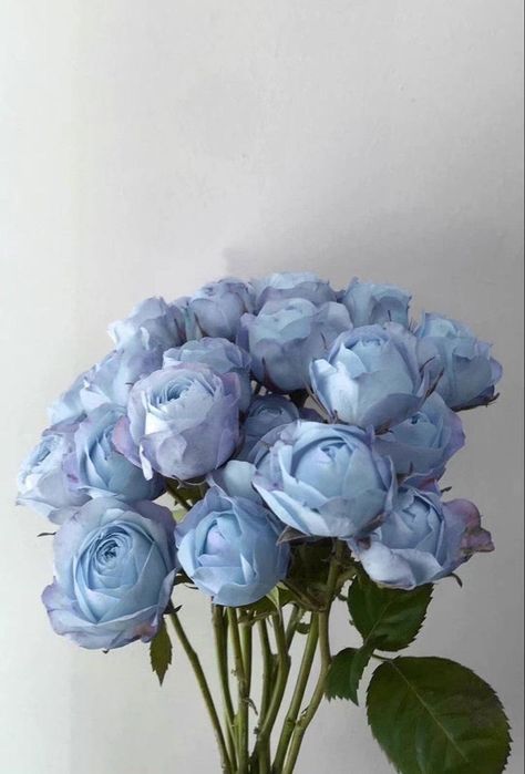 Mavi Aesthetic, Blue Aesthetic Flowers, Baby Blue Wallpaper, Light Blue Roses, Blue Peonies, Baby Blue Aesthetic, Light Blue Aesthetic, Blue Tulips, Light Blue Flowers