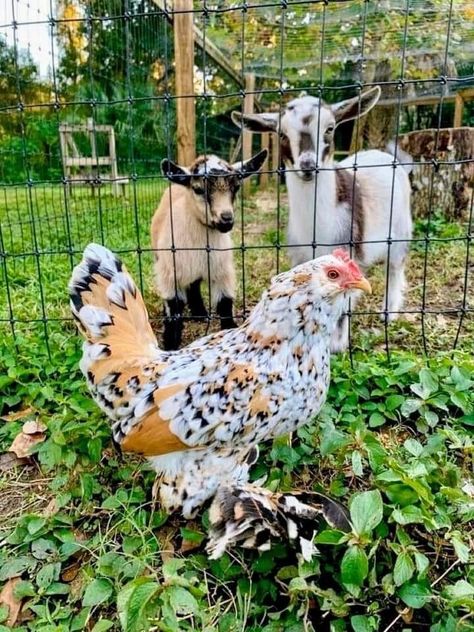 Aesthetic Farm Animals, Farming Aesthetic, Farm Life Aesthetic, Farm Pets, Aesthetic Farm, Chicken Aesthetic, Greenhouse Venue, My Neighbourhood, Backyard Coop