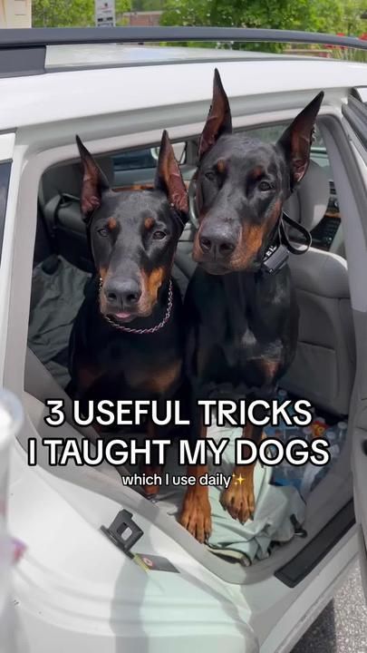 Doberman Training, Puppy Mom, Dog Hacks, Dog Runs, Dog Obedience, Dog Behavior, Dog Training Tips, Dog Gifs, Training Tips