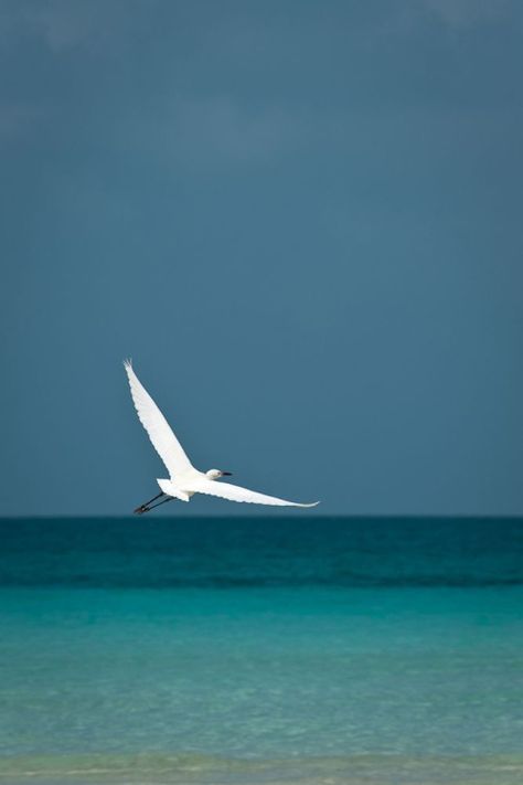 Birds In The Sky, Flying Birds, Beach Living, Sea Birds, Nature Animals, Beach Art, Nature Pictures, Birds In Flight, Beach Life