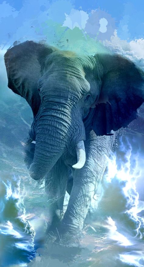 elefantes...blue elephant All About Elephants, Elephant Photography, Elephants Photos, Elephant Pictures, Elephant Canvas, Elephant Painting, Elephant Tattoos, Elephant Love, Blue Elephant