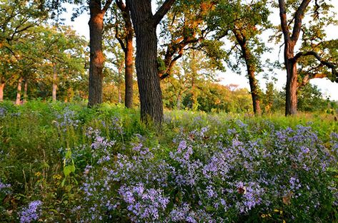 Oak Savanna, Trailer Patio, Oak Savanna Landscape, Native Woodland Garden, American Yellowwood Tree, Dawn Redwood Tree, Hunting Property, Tall Trees Grove Redwoods, Tree Spirit