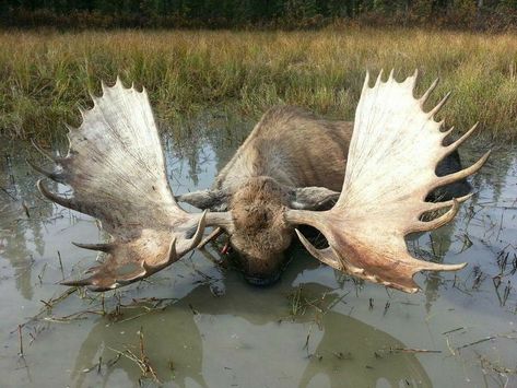 Albino Moose, Moose Pics, Moose Pictures, Moose Hunting, Moose Deer, Game Hunting, Bull Moose, Big Game Hunting, Deer Family