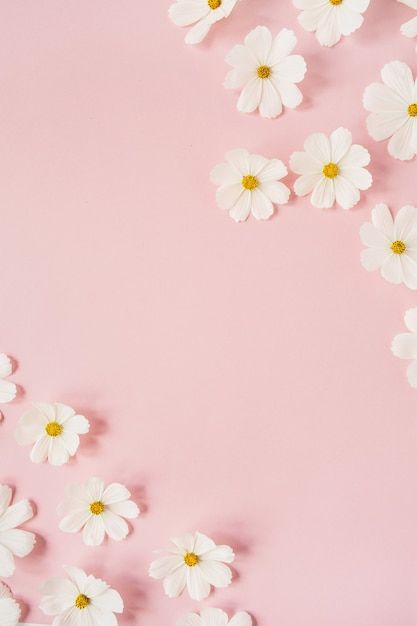 Pink Daisy Background, Daisy Flower Background, Daisy Flower Wallpaper, Pink Daisy Wallpaper, Daisy Chamomile, Magazine Background, Pink Flower Background, Daisy Background, Pink Floral Background