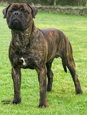 CH Jaynos Big Bopper - British breed record holder, functional & gorgeous Bull Mastiff Dogs, Big Bopper, Bully Dogs, Mastiff Breeds, Bully Breeds Dogs, Big Dog Breeds, Cane Corso Dog, Corso Dog, Scary Dogs