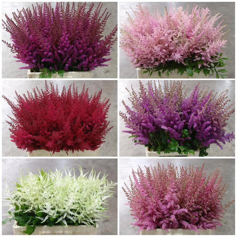 Harrys wholesale on Instagram: “Astilbe In All Sorts Of Colours 🙀 Available For Wednesday Market! #astilbe #flowers #quality #harryswholesale” Astilbe Colors, Peppermint Oil For Skin, Hair Flower Braid, Astilbe Wedding, Astilbe Flower, Peppermint Oil Benefits, Chalk Paint Kitchen Cabinets, Chalk Paint Kitchen, Flower Braids