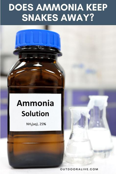 Does Ammonia Keep Snakes Away Snake Repellant Plants, Snake Repellant, Kill Mold, Lime Uses, Backyard Animals, Mold Prevention, Rat Snake, Backyard Activities, Mold In Bathroom