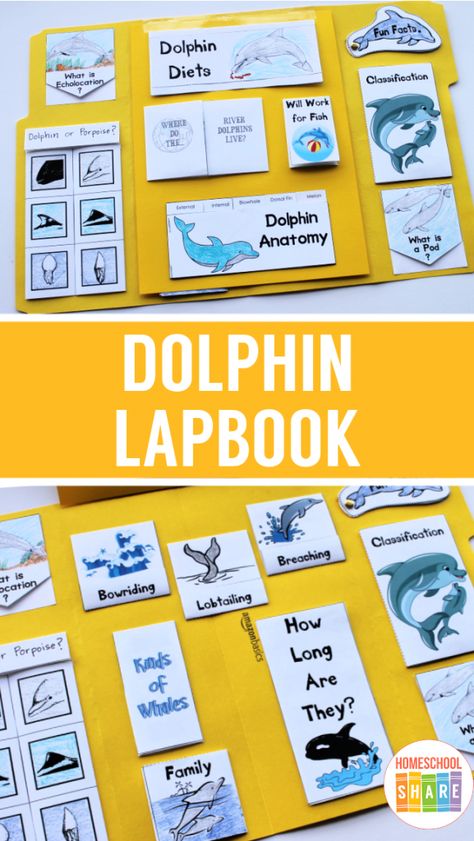 All About Dolphins, Dolphin Habitat, Homeschool Science Lessons, Dolphin Craft, Dolphin Facts, Lap Book, Math Activities For Kids, Classroom Centers, Magic Treehouse