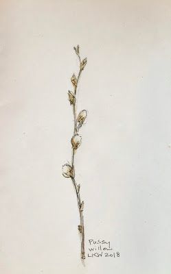 Pussywillow Drawing, Pussywillow Tattoos, Willow Drawing, Cat Tats, Dream Bored, Natural Gardening, Painting 101, Branch Tattoo, Single Needle Tattoo