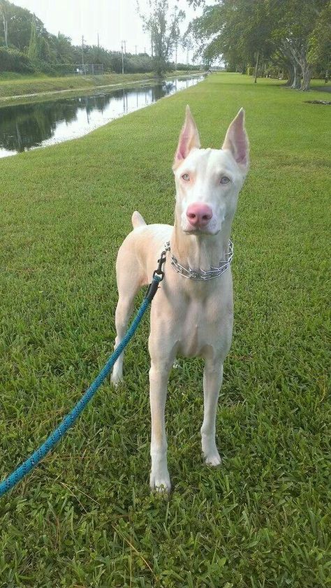 White Doberman Aesthetic, Albino Dogs, Albino Doberman, Albino Dog, White Doberman, Scooby Dog, European Doberman, Ac New Leaf