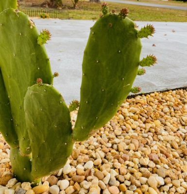 Paddle Cactus, Gardening Indoors, Cactus Types, Prickly Pear, Paddles, New Growth, The Roots, Ping Pong, My Garden