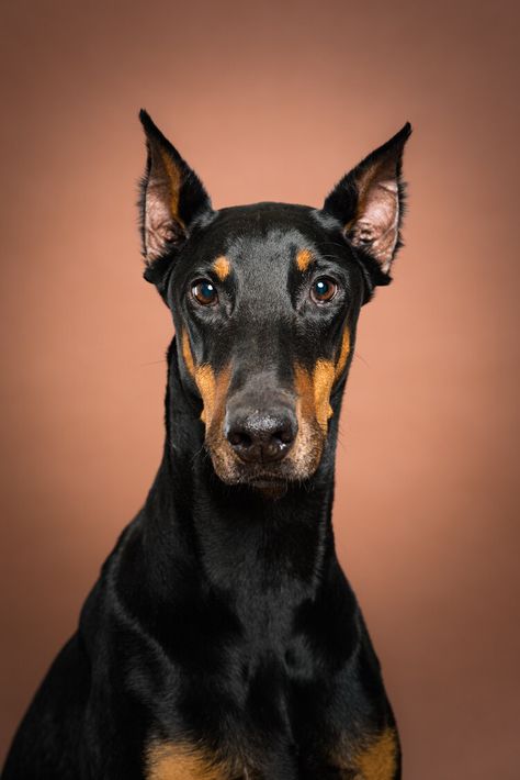 Cat Pet Photography, Animal Photography Portraits, Animal Portrait Photography, Pet Portrait Photography, Dog Reference Photo, Dog Portraits Photography, Dog Studio Photography, Professional Dog Photography, Dog Photography Studio