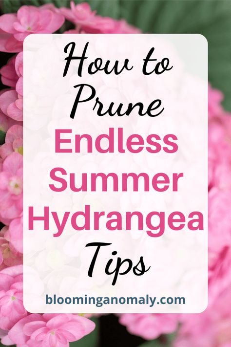 How to Prune Endless Summer Hydrangea Tips Bloomstruck Endless Summer Hydrangea, Endless Summer Hydrangea Care, Pruning Endless Summer Hydrangeas, Hydrangea Pruning, Bloomstruck Hydrangea, Hydrangea Plant Care, When To Prune Hydrangeas, Hydrangea Plant, Summer Hydrangea