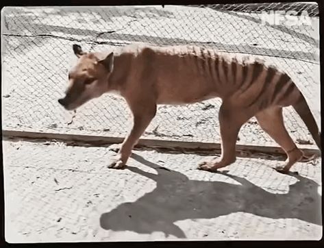 GiF made from - NFSA colorized video of the last known surviving thylacine Tasmanian Tiger, Amazing Gifs, Wooly Mammoth, Extinct Animals, Prehistoric Animals, Zoology, Hobart, Abc News, Tasmania