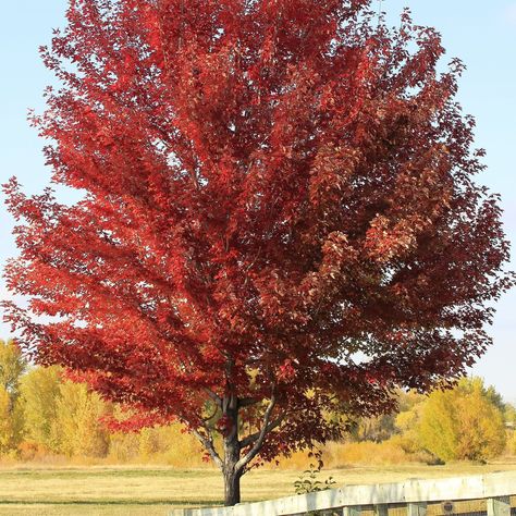 The Sun Valley Red Maple Tree (Acer rubrum 'Sun Valley') is a U.S. National Arboretum introduction that glows in the fall with reliable bright red color. A hybrid between Red Sunset Maple and Autumn Flame Maple, it is completely seedless and features a very uniform, dense oval head. Sun Valley Red Maple should be planted where you can most enjoy its color and shade. Because of its size, it should be planted at least 15 feet from buildings to allow it plenty of room for its beautiful shade. Parkw Red Sunset Maple, Acer Rubrum, Red Maple Tree, Maple Shade, Maple Trees, Specimen Trees, Fast Growing Trees, Red Sunset, Red Maple