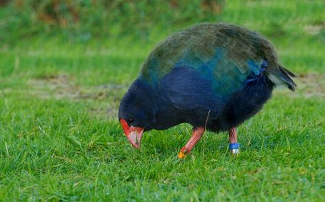 Flightless Ducks, Te Anau New Zealand, Te Anau, Nz South Island, Duck Species, Duck Photo, Forest Habitat, Dna Testing, Flightless Bird