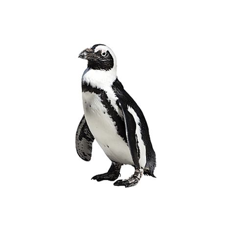 Penguin Png, Galapagos Penguin, White Backround, California Academy Of Sciences, Transparent Png, California, Twitter, White