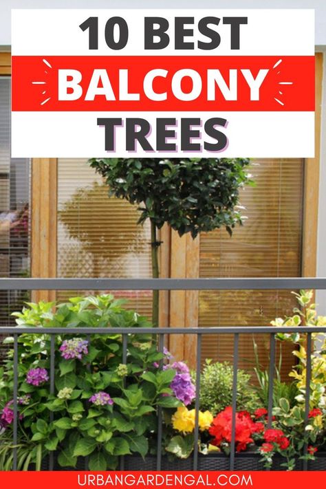 Potted balcony trees Tall Balcony Plants, Balcony Trees, Apartment Patio Gardens, Plant In A Pot, Townhouse Garden, Apartment Balcony Garden, Patio Trees, Balcony Planters, Small Balcony Garden