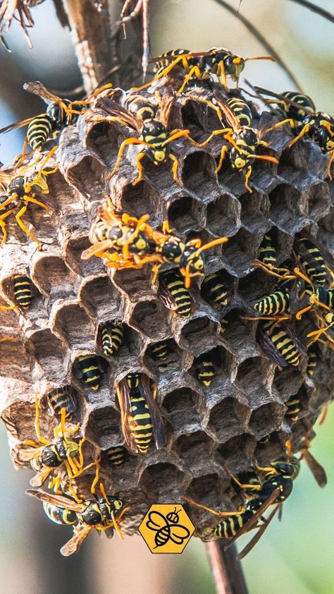 These are the most common species of wasps: 👉 Paper Wasps They build their nests under sheltered areas, such as window sills, door frames, and the eaves of structures. 👉 Mud Wasps As the name implies, mud wasps make nests of mud or clay. 👉 Black Wasps The females build underground nests that serve as nurturing centers for their offspring. Nests are typically structured in soft, well-drained soil. #TheBeeMan #BeeManBuzz #BeeRemoval #Bees #Wasps #WaspRemovalOrangeCounty #AllAboutWasp Wasp Removal, Bee Removal, Wasp Nest, Window Sills, Door Frames, Wasp, Door Frame, Creature Design, Soil