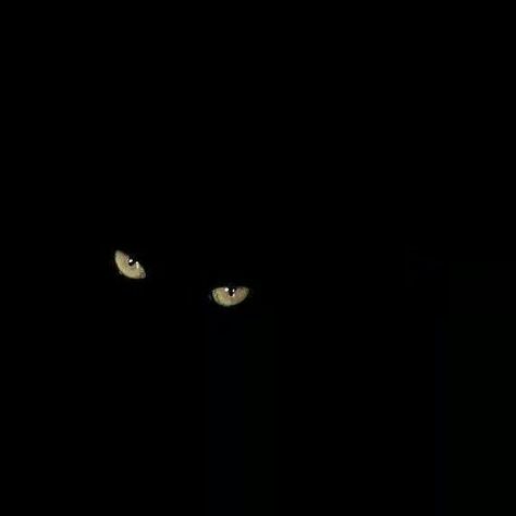 Eyes In The Dark, Eyes Staring, Dark Room Photography, Gothic Cat, Black Cat Decor, Cat Dark, Black Cat Eyes, Cat Photography, Cat Eyes