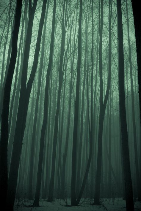 Ghost Forest, Viktor Krum, Dark Woods, Dark Green Aesthetic, Slytherin Aesthetic, Foggy Forest, Mystical Forest, Moon Sun, Tree Forest