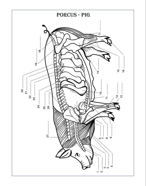 Dairy Cow Breeds, Animal Physiology, Vet School Motivation, Veterinary Anatomy, Veterinarians Medicine, Anatomy Coloring, Vet Tech School, Anatomy Book, Veterinary Studies