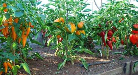 Growing tips for peppers in gardens, raised beds, or containers Growing Bell Peppers, Growing Peppers, Growing Tomatoes In Containers, Vegetable Garden Tips, Garden Veggies, Pepper Plants, Veg Garden, Vegetable Garden Design, Veggie Garden