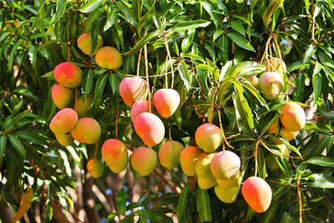 One Village in India Has Over 100 Varieties of Mangoes - Nspirement Hydrangea Bush, Fountain Grass, Mango Fruit, Mango Tree, All Fruits, Rose Trees, Variety Of Fruits, Best Fruits, Fruit In Season