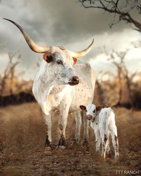 Old Truck Photography, Nguni Cows, Highland Cow Pictures, Nguni Cattle, Texas Animals, Pet Cows, Longhorn Cattle, Cow Print Wallpaper, Longhorn Cow