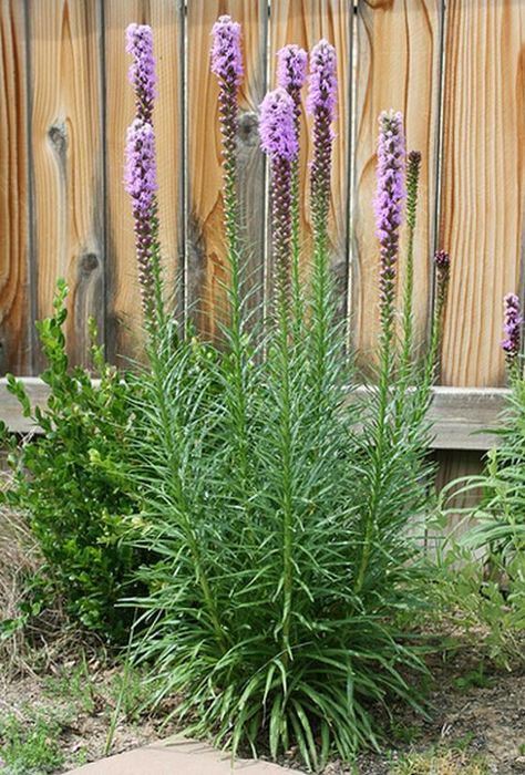 liatris spicata - I chose this image as I believe it represents 'Liatris spicata' as it - unnoteworthy.  Other images make this plant appear better than it is. Blazing Star Flower, Liatris Spicata, Deer Resistant Garden, Agnus Castus, Blazing Star, Flower Landscape, Native Garden, Wall Garden, Herbaceous Perennials