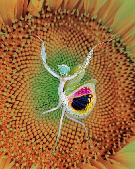 Funnel Web Spider, Macro Fotografia, Congratulations Photos, Macro Photography Insects, Foto Macro, Macro Photography Nature, Beautiful Dogs Photos, Macro Photographers, Panda Art