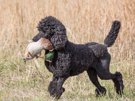 Black Standard Poodle, Poodle Cuts, Pretty Poodles, Poodle Mom, Poodle Grooming, Live Animals, Dog Rooms, Pretty Dogs, Water Dog