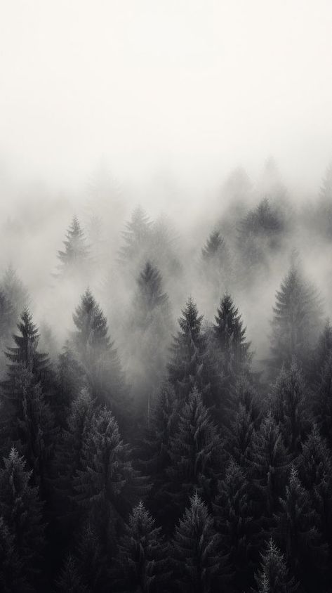 Forest tree fog outdoors | premium image by rawpixel.com / Boom Dark Forest Background, Dark Foggy Forest, Mountain Black And White, Forest Minimalist, Iphone Wallpaper Mountains, Wallpaper Mountain, Black And White Wallpaper Iphone, White Pine Tree, Dark Mountains