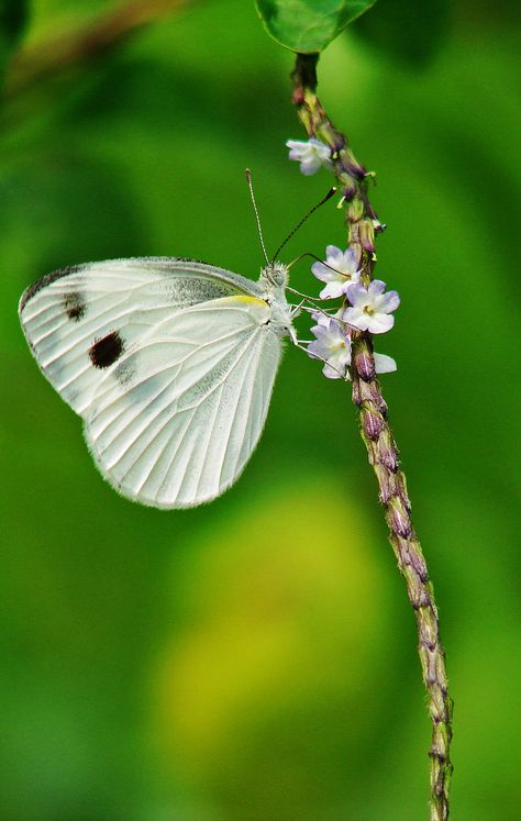 This is a Cabbage White. Thanks to Espion for the name of the Butterfly. Angel Butterfly, Butterfly Beautiful, Moth Caterpillar, Flying Flowers, Butterflies Flying, Butterfly Kisses, White Bird, White Butterfly, Colorful Butterflies