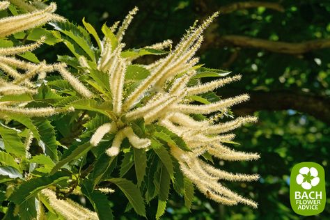 This Bach Flower (Sweet chestnut) we find in the category of 'pessimism and despair'. Sweet Chestnut is normally used with people who feel as if they are at the edge of a breakdown. This Bach Flower helps people who have their back against the wall, feel desperate and see no way out. Sweet Chestnut will give support and relief in this kind of situations. You will open up for others and experience some sort of salvation. #bachflowerremedies #edwardbach #sweetchestnut Sweet Chestnut Tree, Flower Essences Remedies, Chestnut Flower, Honey Art, Bach Flowers, Bach Flower Remedies, Sweet Chestnut, Flower Remedy, Beach Flowers