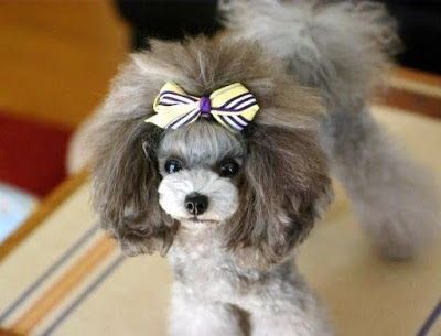 Poodle Puppy White, Toy Poodle Haircut, Puppy Gear, Anjing Poodle, White Toy Poodle, Poodle Haircuts, Poodle Hair, Poodle Haircut, Dog Grooming Styles