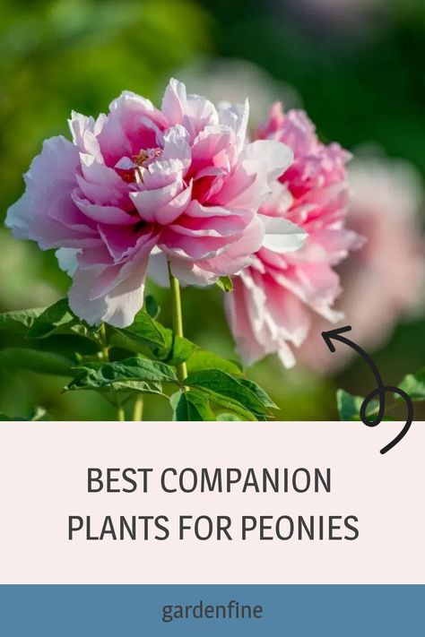 Peony Flower Garden, Peony Bedding, Best Companion Plants, Front Flower Beds, Peony Bush, Plantain Lily, Daylily Garden, Flower Garden Plans, Planting Peonies