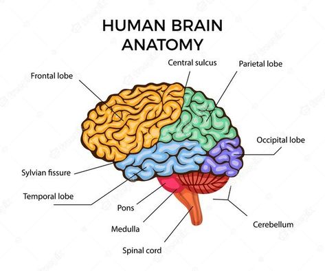 Brain Sections, Brain Anatomy And Function, Human Brain Anatomy, Brain Diagram, Occipital Lobe, Brain Surgeon, Frontal Lobe, Brain Structure, Brain Anatomy