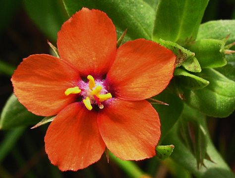 scarlet pimpernel - Scarlet Pimpernel Flower, Pimpernel Flower, Scarlet Pimpernel, Flower Pot Design, Alternative Names, Ground Cover Plants, Wildflower Garden, Organic Gardening Tips, Plant Painting