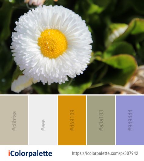 Color palette theme related to close up, daisy, daisy family, flora, flower, Image, oxeye daisy, petal, plant, wildflower, .   Download color palette as Pdf, Adobe swatch and more. Daisy Color Palette, Color Palette Theme, Colour Shade Card, Oxeye Daisy, Paint Pallet, Color Palette Ideas, Daisy Daisy, Colors Inspiration, Flower Image