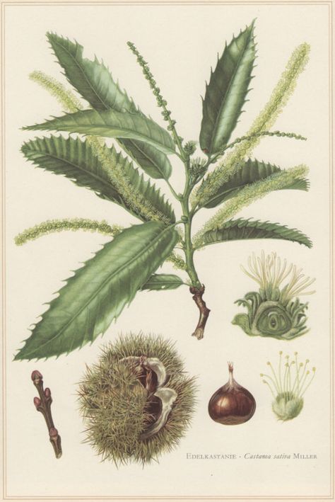 Chestnut Flower, Botany Illustration, Chestnut Tree, American Chestnut, Sweet Chestnut, Nature Motifs, Chestnut Trees, Tree Home, Botanical Illustration Vintage