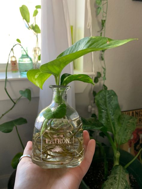 Plant Care Houseplant, Pothos Plant, Plant Aesthetic, Room With Plants, Pretty Plants, Plant Mom, Plant Lady, Cool Plants, Green Aesthetic