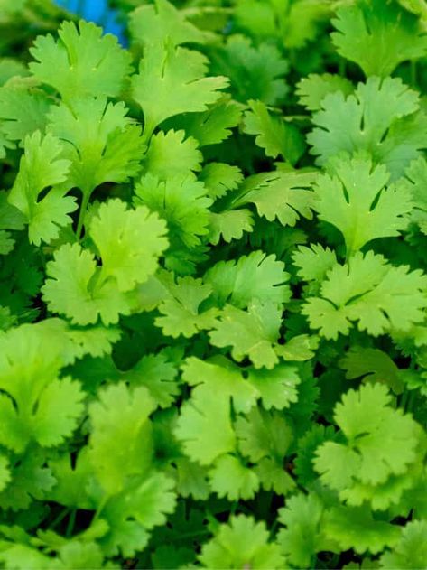 Grow Coriander At Home, Growing Coriander, Social Media Content Creator, Turmeric Water, Organic Compost, Buy Seeds, Health Tools, Improve Heart Health, Indian Kitchen