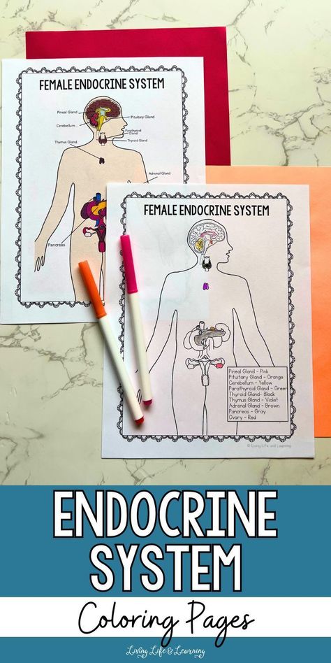 Teach your kids the function of different glands in the endocrine system and how does each of them works while harboring a love for creativity and arts! With my fun and engaging endocrine system coloring pages, your homeschool human body unit will be so awesome! Human Body System, Human Body Printables, Biology For Kids, Human Body Worksheets, Chemistry For Kids, Kids Stem Activities, Human Body Science, Homeschool Science Curriculum, Human Body Activities