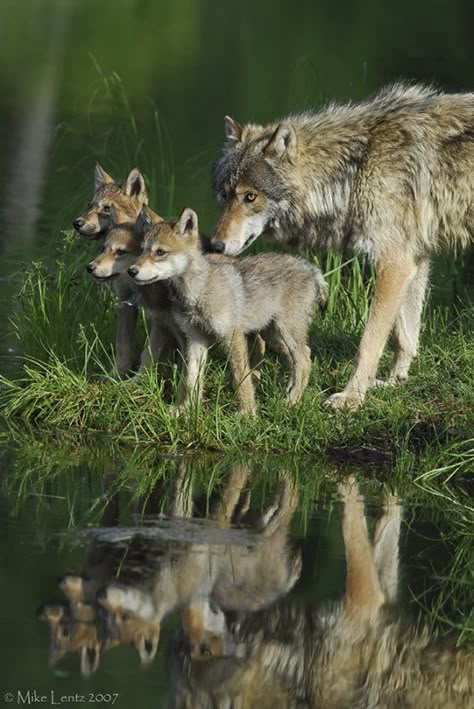 Louve et ses petits Wolf Pup, Wolf Love, Wild Wolf, Wolf Pictures, Beautiful Wolves, Wild Dogs, The Grass, Animal Planet, Animal Photo